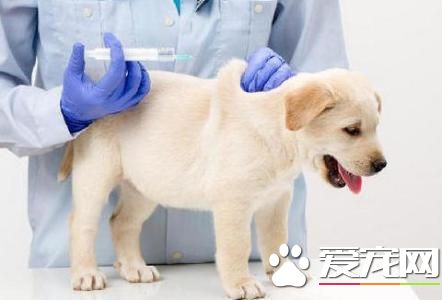 怎么樣簡單喂養寵物狗