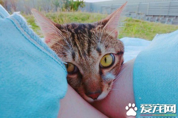 貓咪被電擊受傷截四肢 依靠留下的小手腳向新媽媽撒嬌