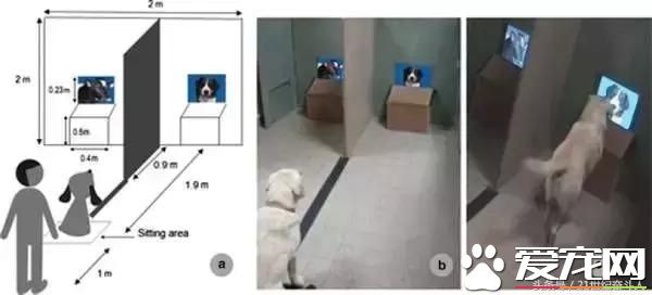 狗是否知道自己是狗？