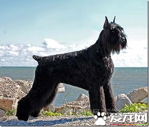 狗狗智商排行榜，你家狗狗排第幾？