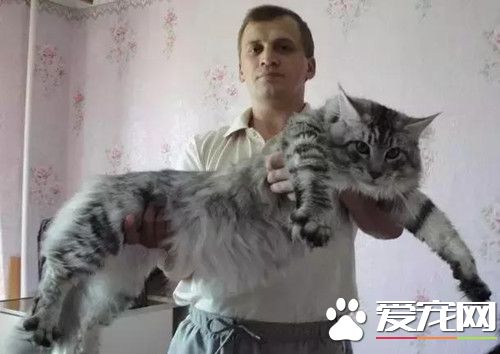 家貓誤被當山貓 只因為體型很大的原因
