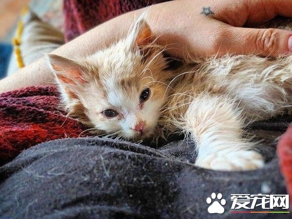 徹夜抱小<a href=/zhonglei/mao/ target=_blank class=infotextkey>貓</a>不放棄希望 隔天早上見到奇跡發生