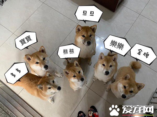 鍋夾助威滅狗狗威風 毛軍團紛紛變成俗辣竄逃