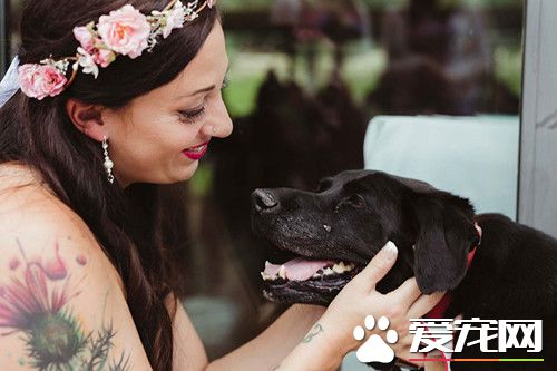 重病的拉布拉多最后振作 只為目睹女主人披上嫁衣