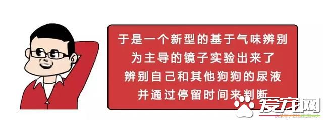 狗是否知道自己是狗？