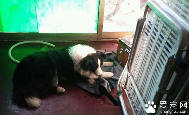 鞋店老板撿到一條“邊牧”  忙著幫它尋主人