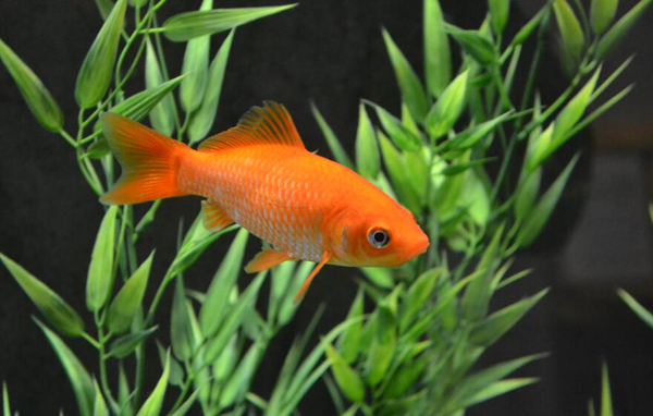 金魚受傷了怎么處理