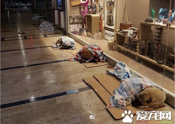 土耳其-3度的溫暖 商場外每只流浪狗裹毛毯睡覺