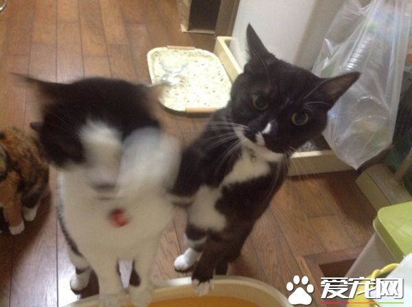 等飯時總被揍 被弟弟霸凌的可憐貓大福