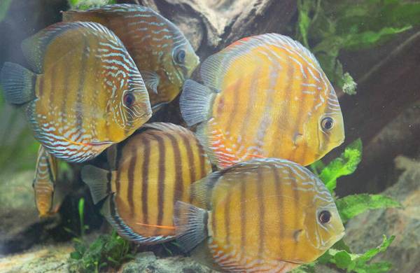 七彩神仙魚好養嗎