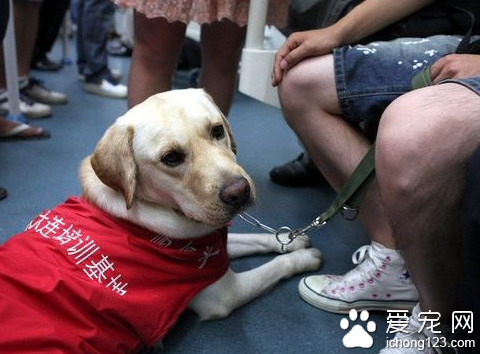 殘障旅客可攜帶導盲犬進站乘車 其他寵物不得攜帶乘車