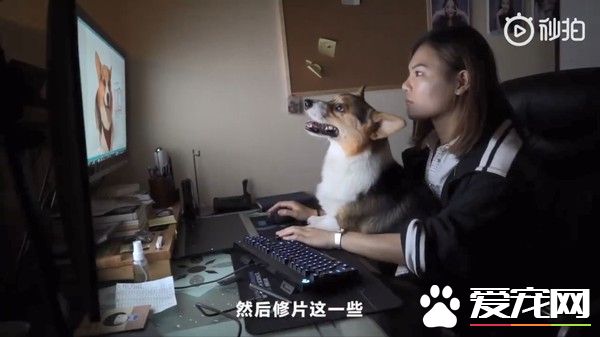 柯基靠接業配養活自己和主人 堪稱是搶錢印鈔基！