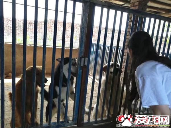 聊城95后夫妻返鄉飼養寵物狗 年入150余萬助力鄉村振興