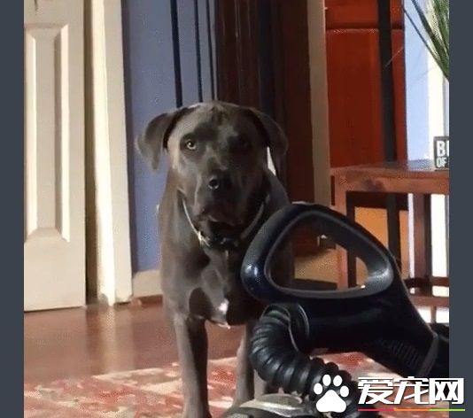 再高的圍欄都擋不住的大狗狗 死穴居然是吸塵器