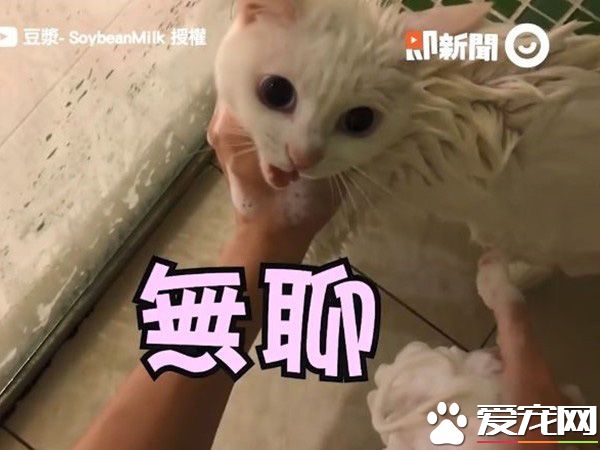 貓界女神豆漿不小心讓身體沾上屎味 被奴才抓洗澡