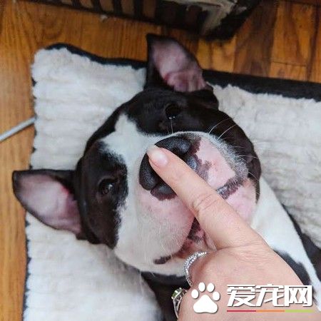 它的眼神太悲傷了！忠犬因主人懷孕慘遭遺棄