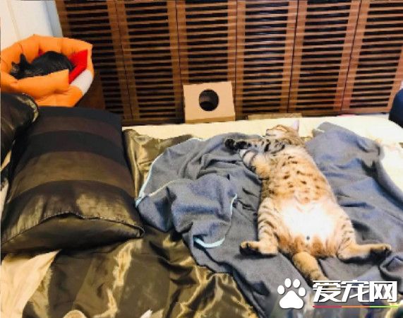 從小到大的睡姿超夸張 根本貓界楊貴妃