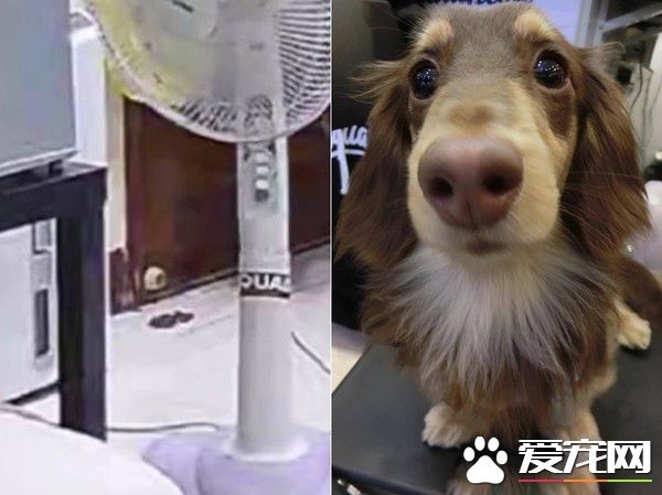 汪門口設黃金陷阱 把拔開門：畫面像巧克力抹吐司
