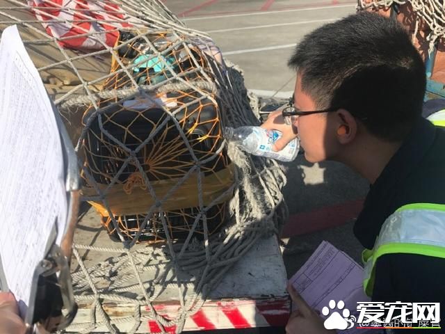 寵物狗陽臺死亡？背后原因是許多鏟屎官都會犯的錯誤