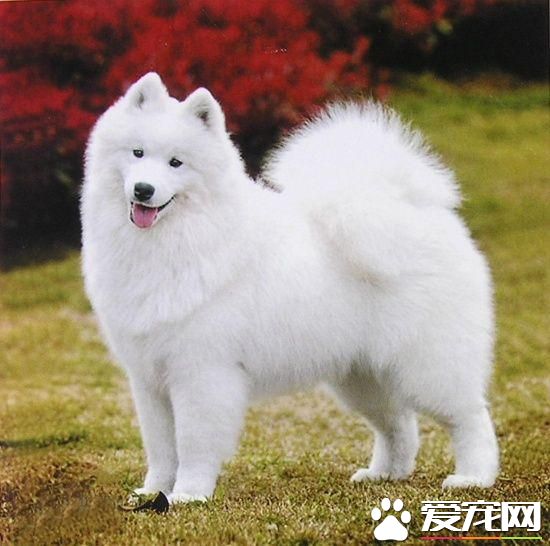 狗狗智商排行榜，你家狗狗排第幾？
