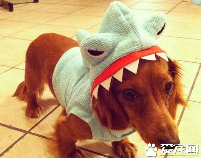<a href=/ target=_blank class=infotextkey>寵物</a>換裝扮鯊<a href=/zhonglei/fish/ target=_blank class=infotextkey>魚</a> 電視上露臉又呆又萌(高清組圖)- 新聞
