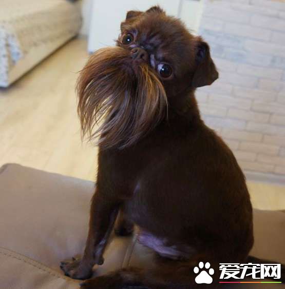 被稱為老公公狗的堅果 長胡子卻成為它受歡迎的標志