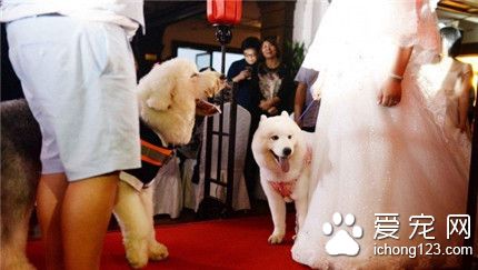 上海愛狗人士辦寵物主題婚禮 新娘牽狗狗走紅毯