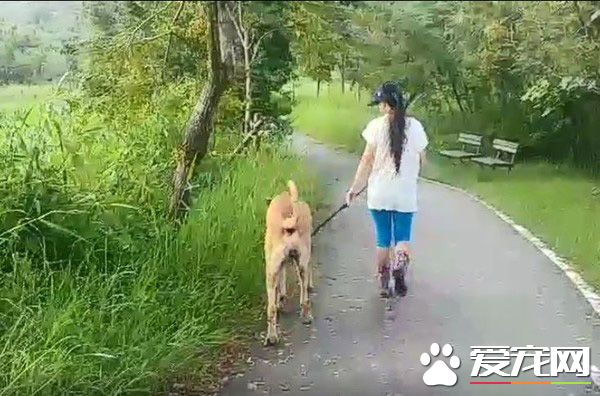 貪吃高山犬壯碩似牛 內心卻是愛哭過小孩子