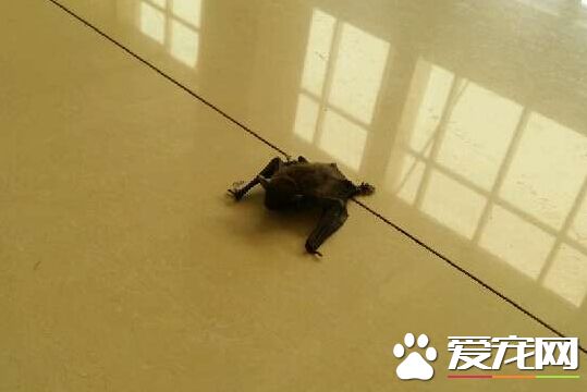 遭蝙蝠抓咬傷 衛生部建議接種人用狂犬疫苗