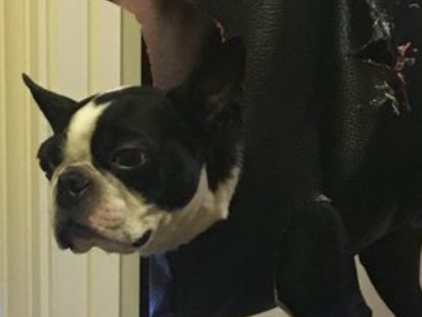 你家的毛孩也討厭剪指甲嗎？ 快來跟這位毛爸學這招