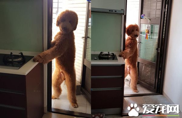 冬蟲你在哪! 身高150cm的標準貴賓霸氣現身