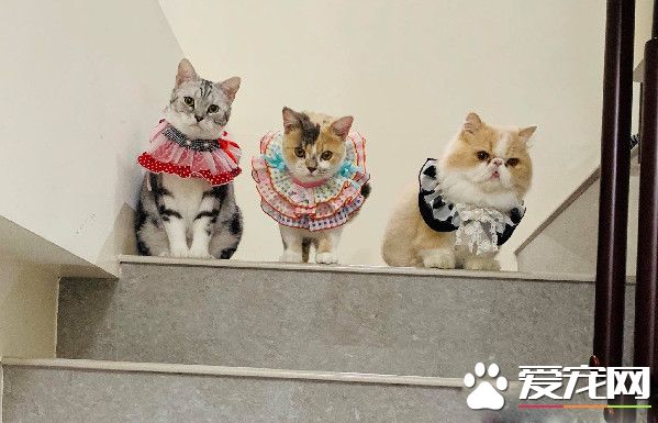萌喵玩紙箱身軀卡遭關 原來不是頭過身就過