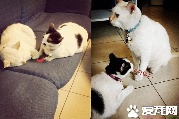 2014年雙手捧著臭臉貓 2019年只剩空空一雙手