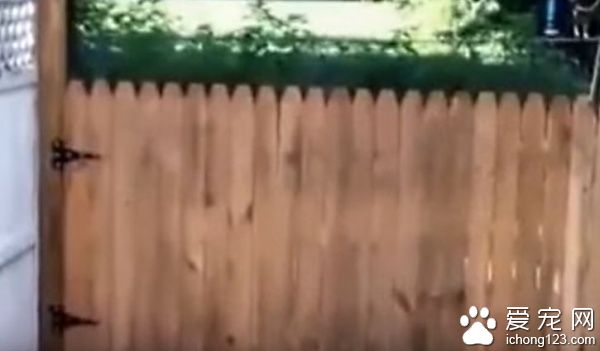 主人秀打造好的柵欄結果被狗狗秒打臉！