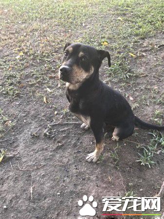 工地忠犬小黑遭遺棄 卻還是回來癡癡等待工人們