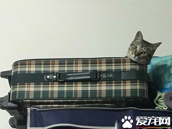 奴才到底在干嘛呀 貓主子超認真研究筆