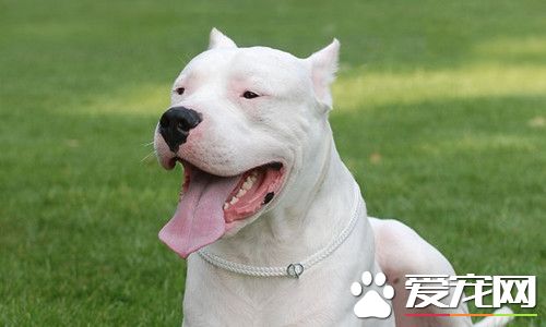 危險犬種處死 英國動團抱不平