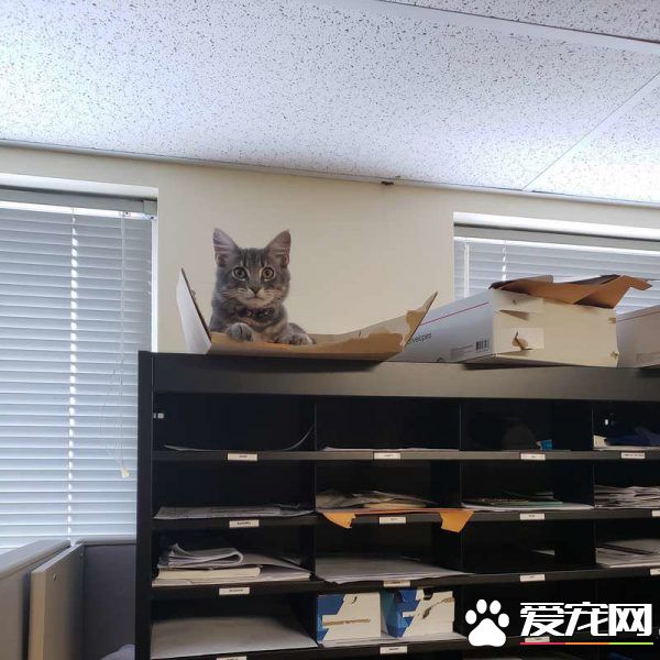 警官解救被當誘誀的小貓 卻意外鐘情成另類警貓