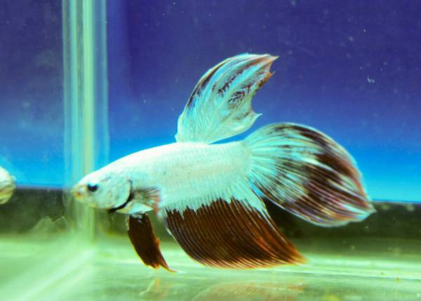 魚得了白點病怎么辦