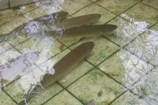 清蒸魚一般用什么魚