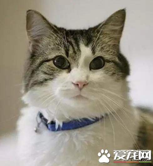 <a href=/ target=_blank class=infotextkey>寵物</a>新聞大綜述 PO！昌平被打金毛貝貝最新情況 。。。