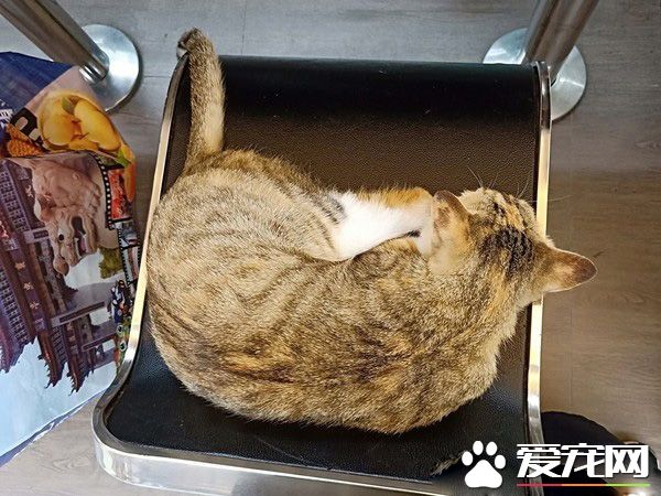 超商突然出現可愛店貓 每晚回來等待棄養它的主人
