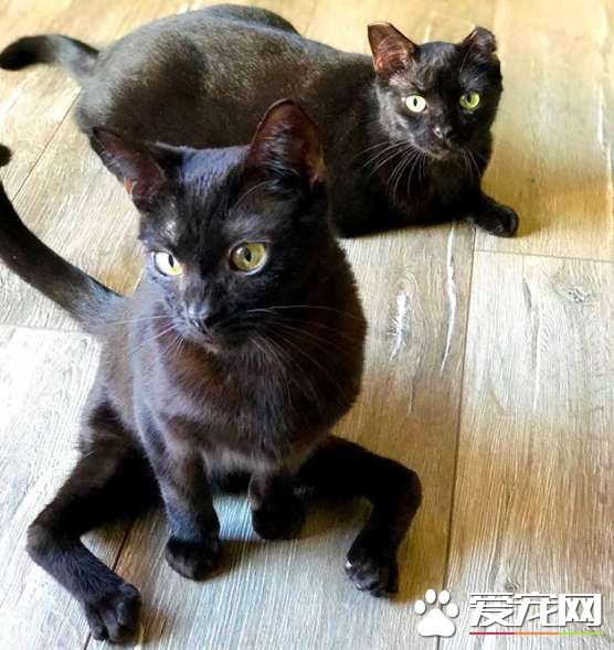 小貓咪先天性畸形像小黑蜘蛛 卻依然勇敢探索世界