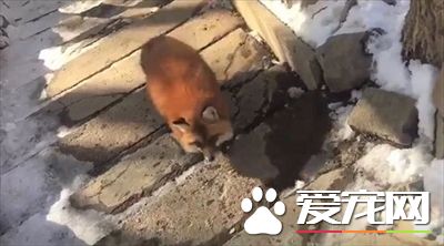 被尾隨怎么甩都甩不掉 原來是某只小可愛
