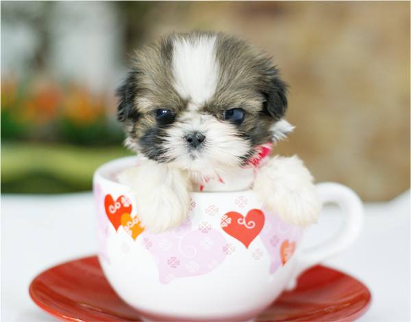 你有沒有聽說過茶杯犬？這個茶杯犬有點特殊啊