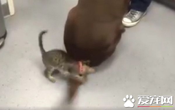 小貓咪遇見超大逗貓棒 超興奮噗抓遭甩臉