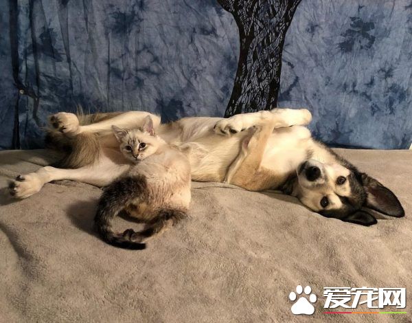 后癱貓被貓媽媽遺棄 幸好有狗媽媽陪伴快樂成長