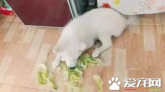 如果你的狗狗也是“佛系狗狗”....