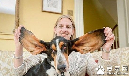 英國狗狗不幸墜樓 因超大耳朵撿回一命