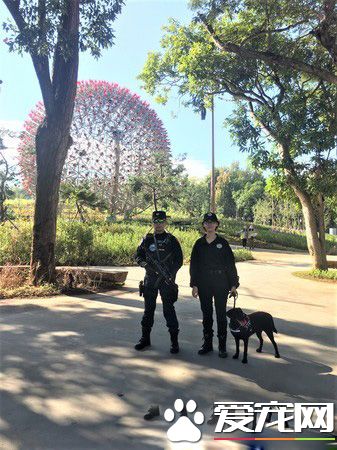 臺中花博開幕有警犬與騎警進駐維安 成特殊亮點